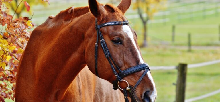 Kupiłeś konia, który okazał się chory? Sprawdź, jak odzyskać pieniądze dzięki rękojmi
