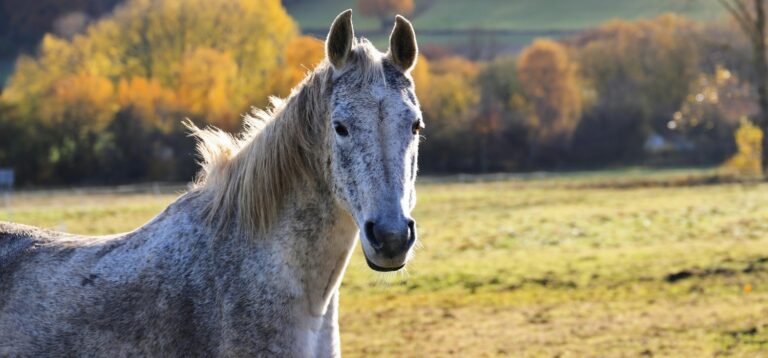 Czy koń zgodnie z prawem jest rzeczą